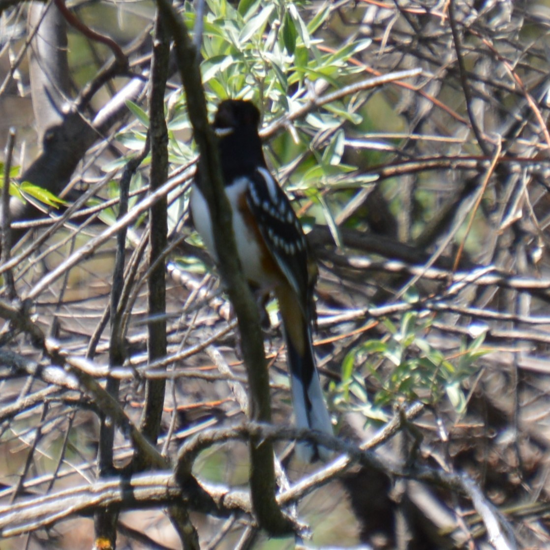 Spotted Towhee - Liz Almlie