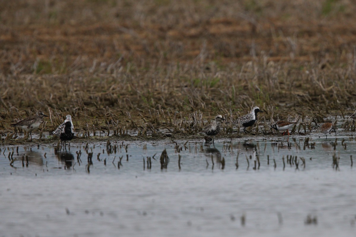 Black-bellied Plover - ML619250462