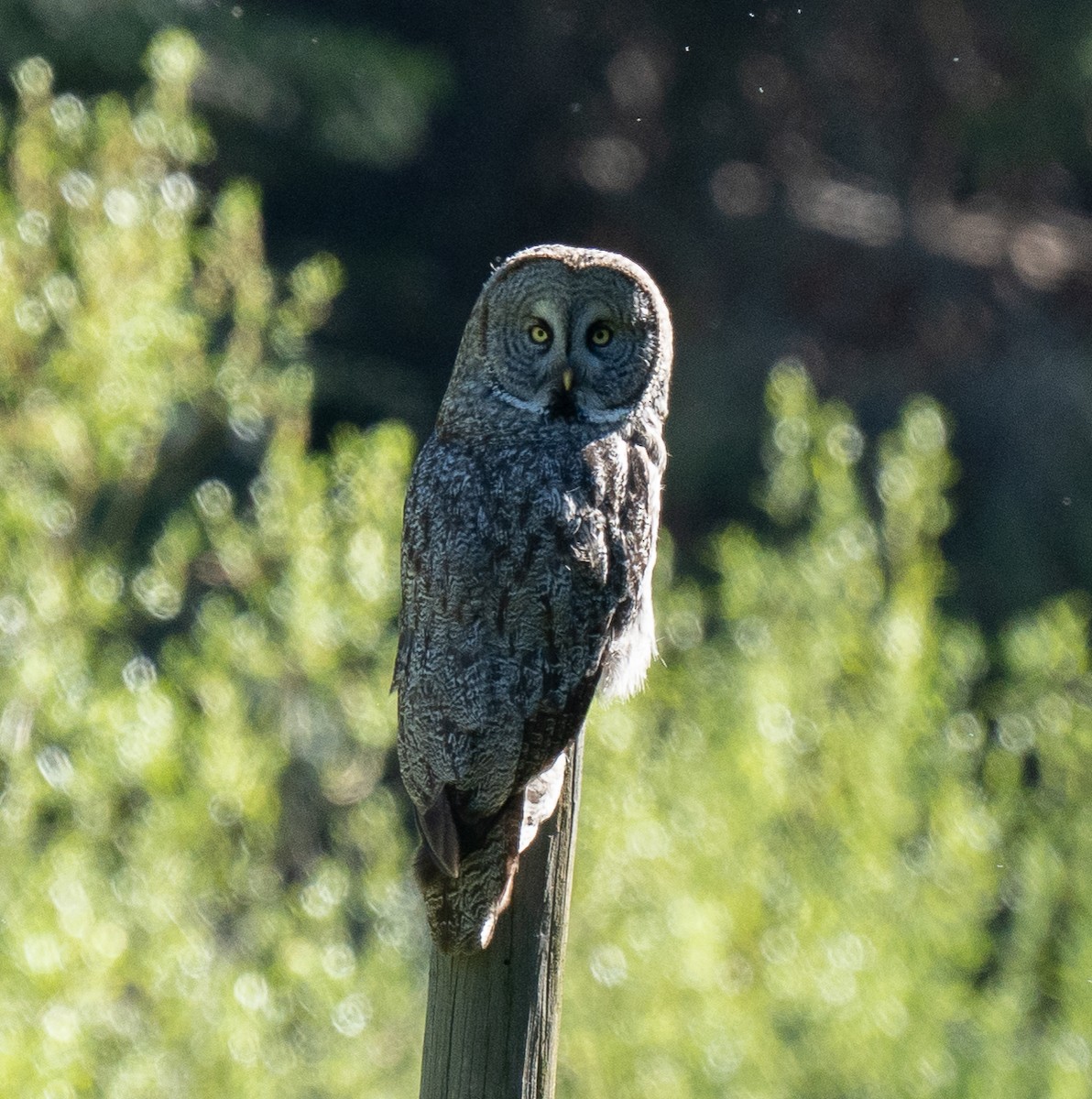 Great Gray Owl - Linnaea Basden