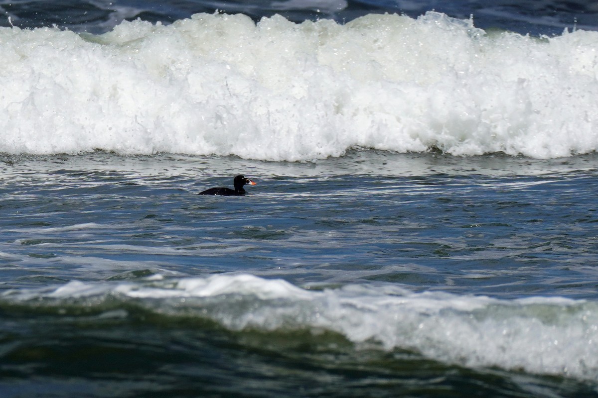 Surf Scoter - ML619250467