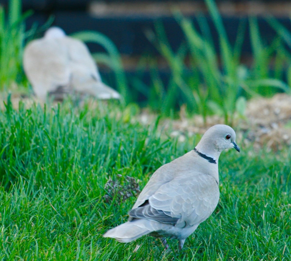 灰斑鳩 - ML619250475