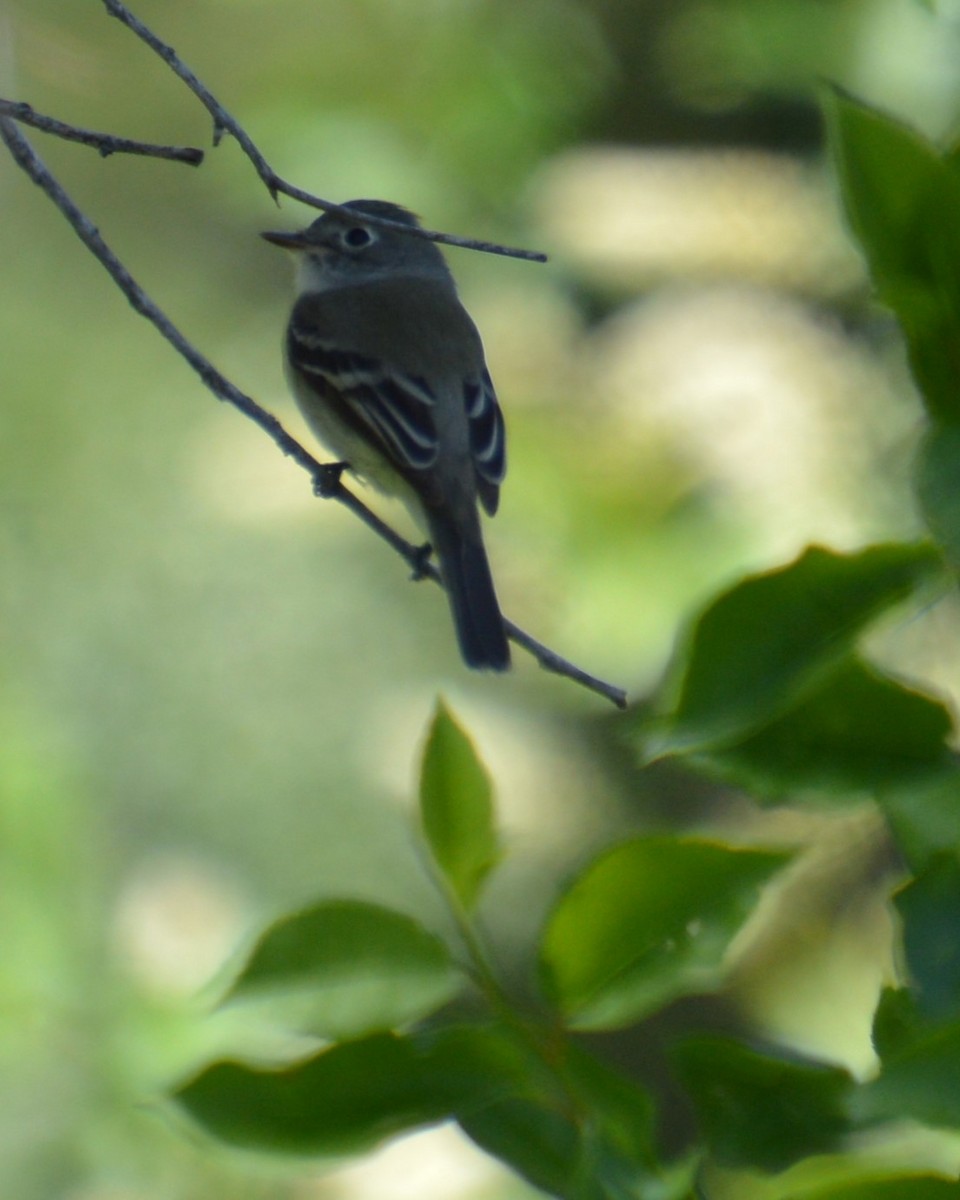 Mosquero sp. (Empidonax sp.) - ML619250478