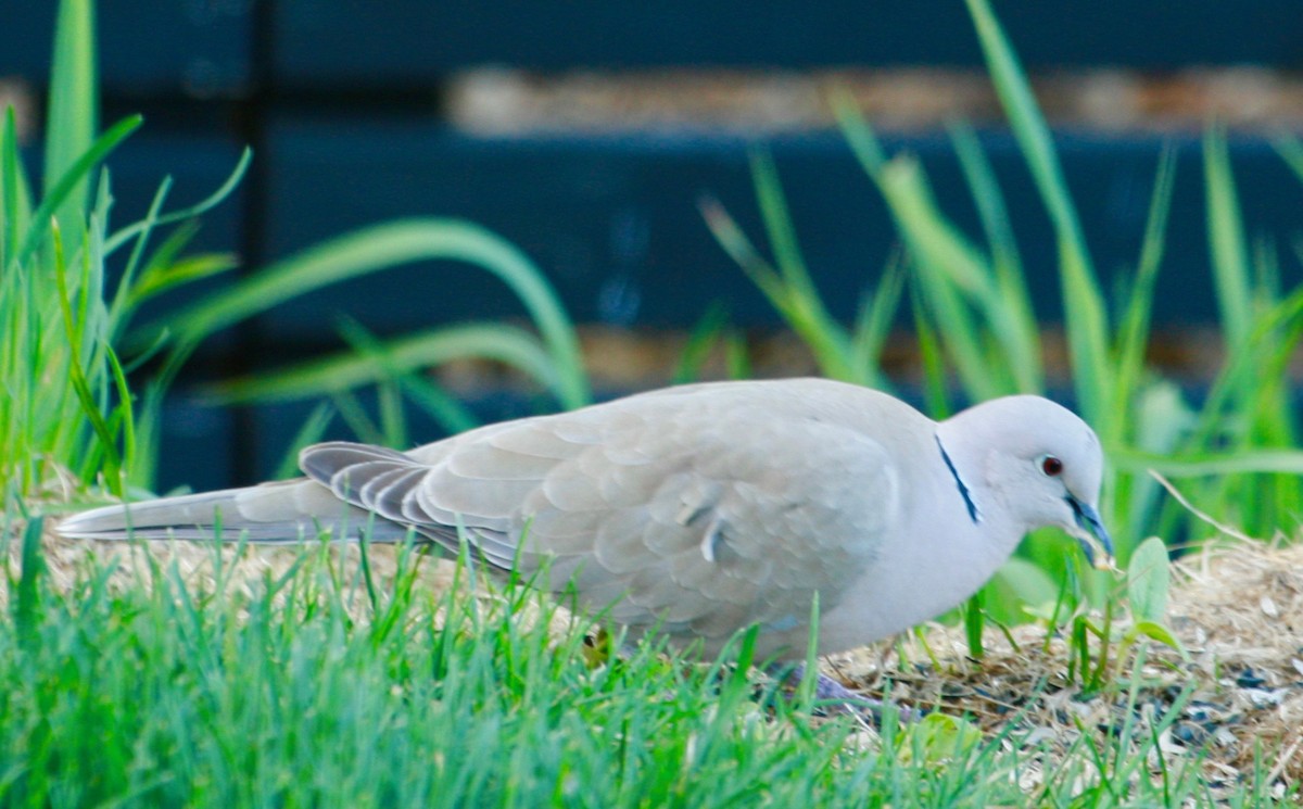 Eurasian Collared-Dove - Renee Coon