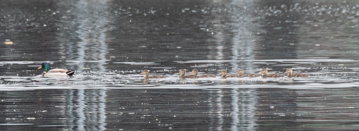 Mallard - Susan Lanier