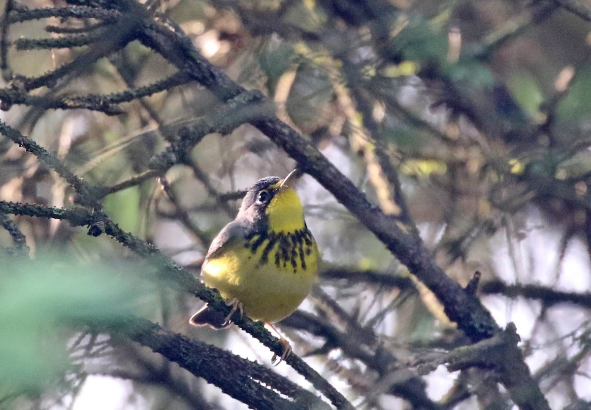 Canada Warbler - ML619250542