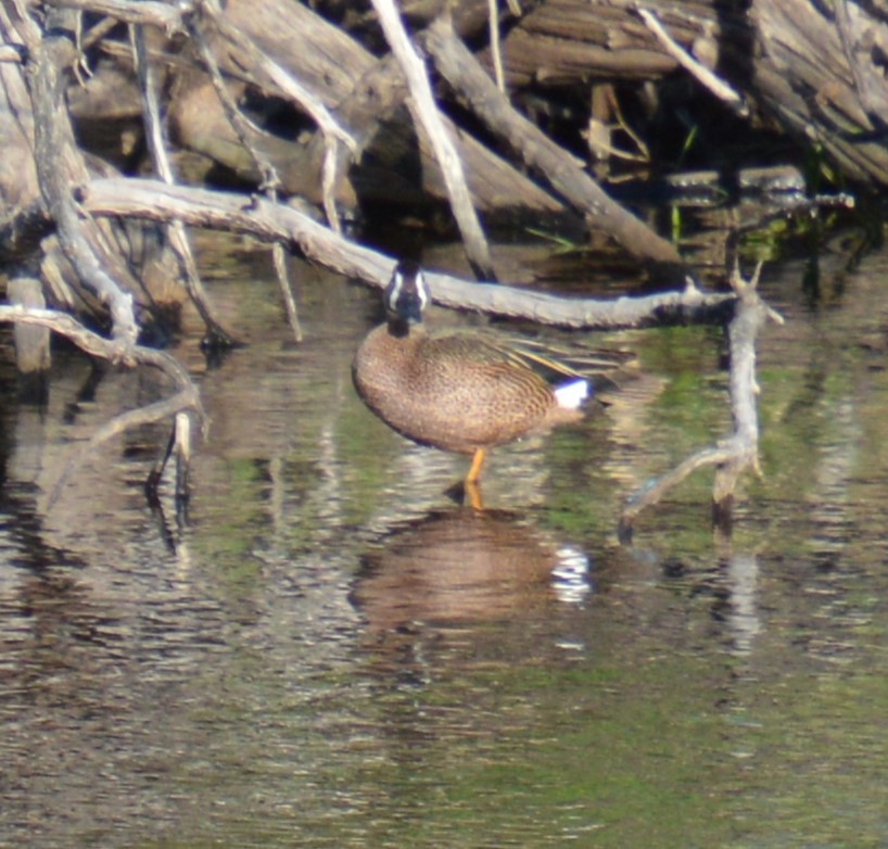 Blue-winged Teal - ML619250551
