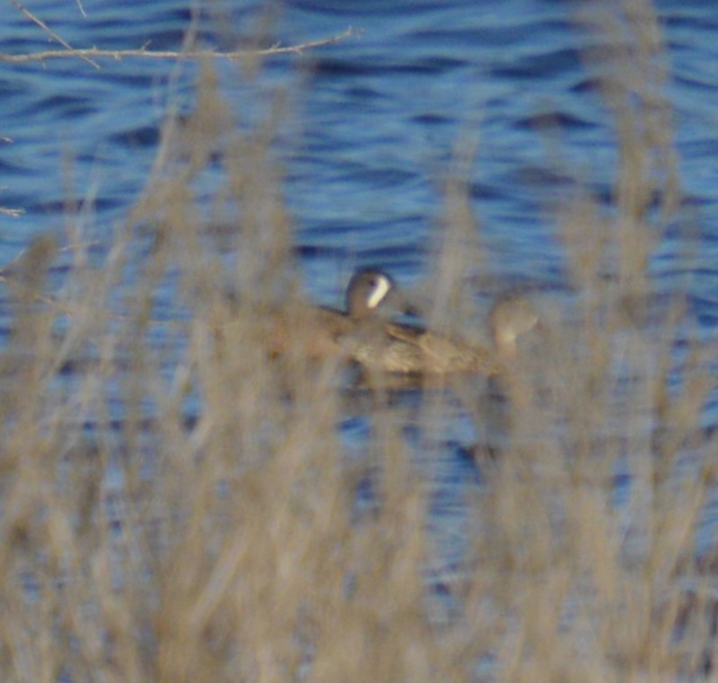 Blue-winged Teal - Liz Almlie