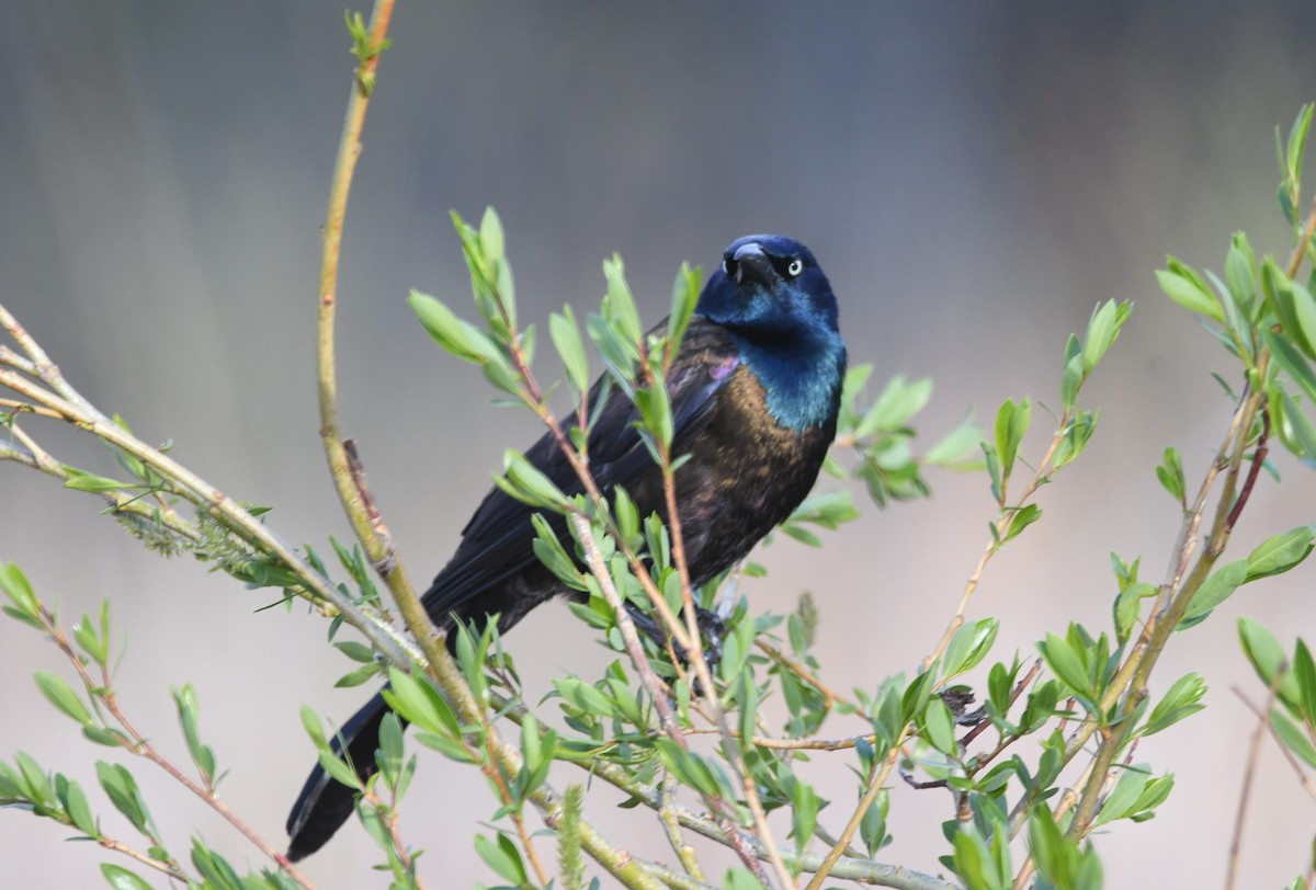 Common Grackle - Doug Maxwell