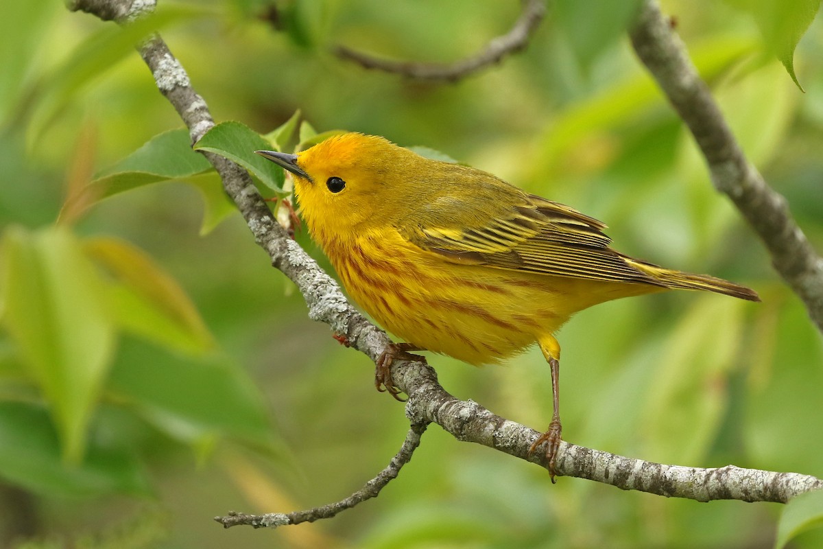 Yellow Warbler - ML619250563