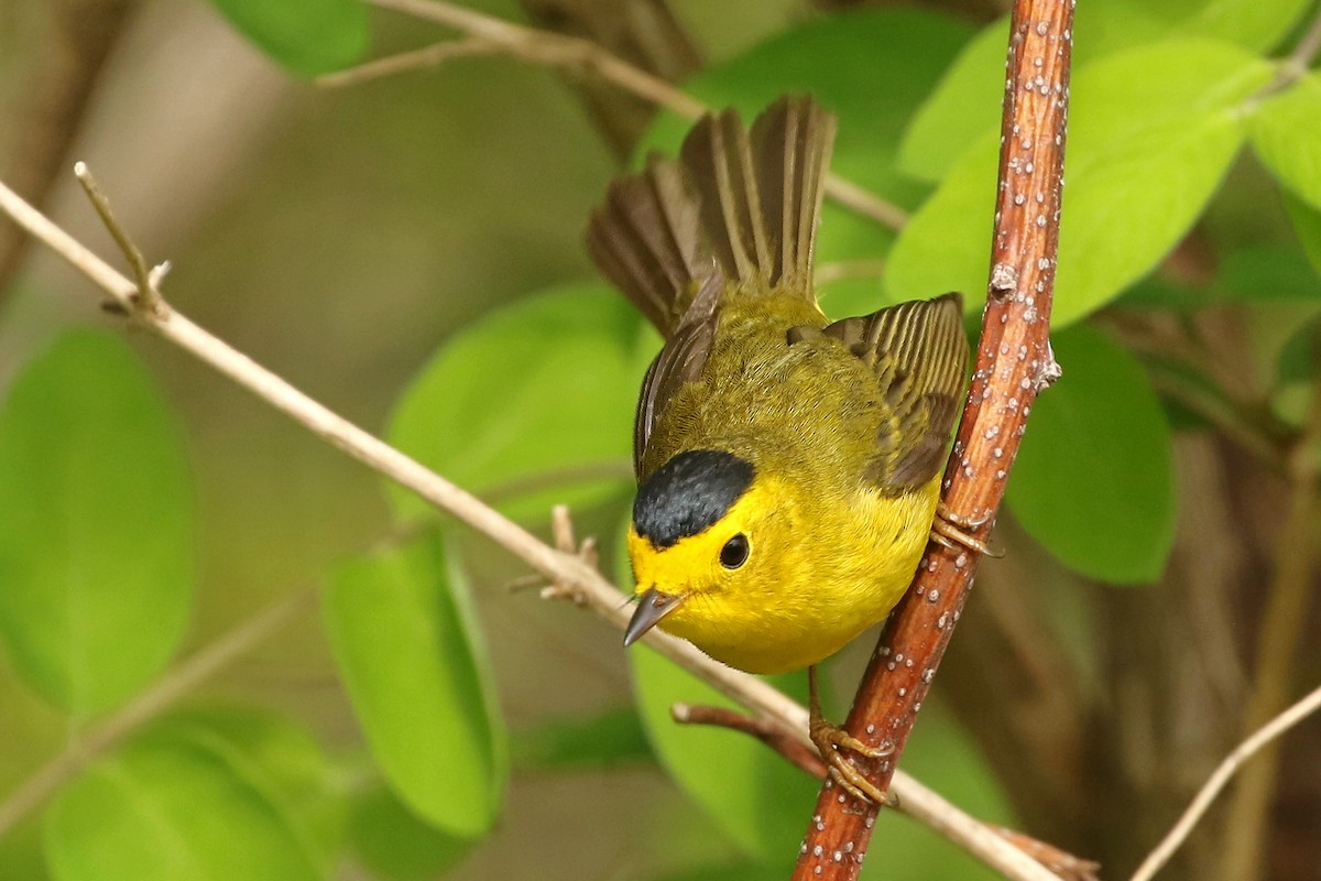 Wilson's Warbler - ML619250574