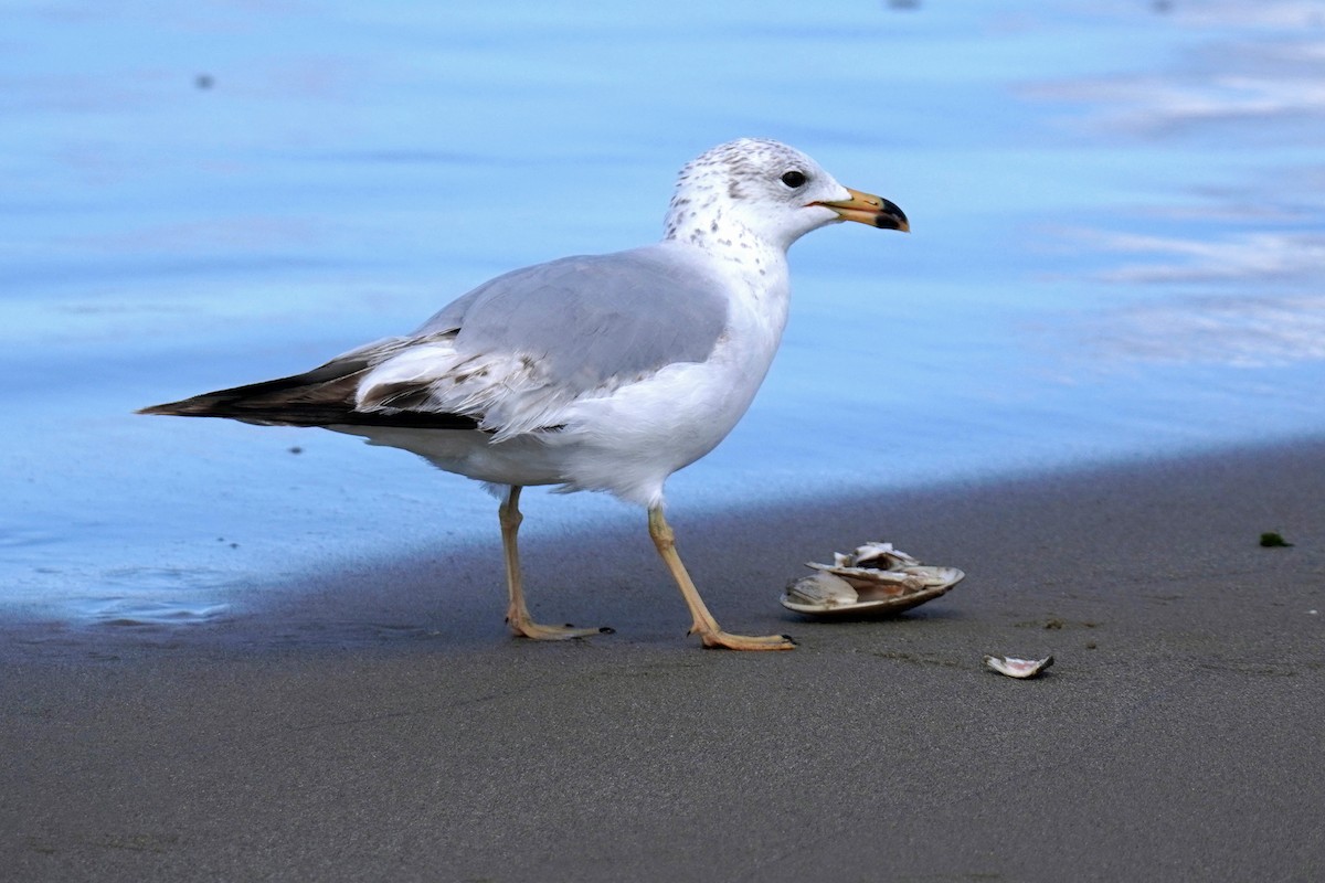 Ring-billed Gull - Susan Iannucci