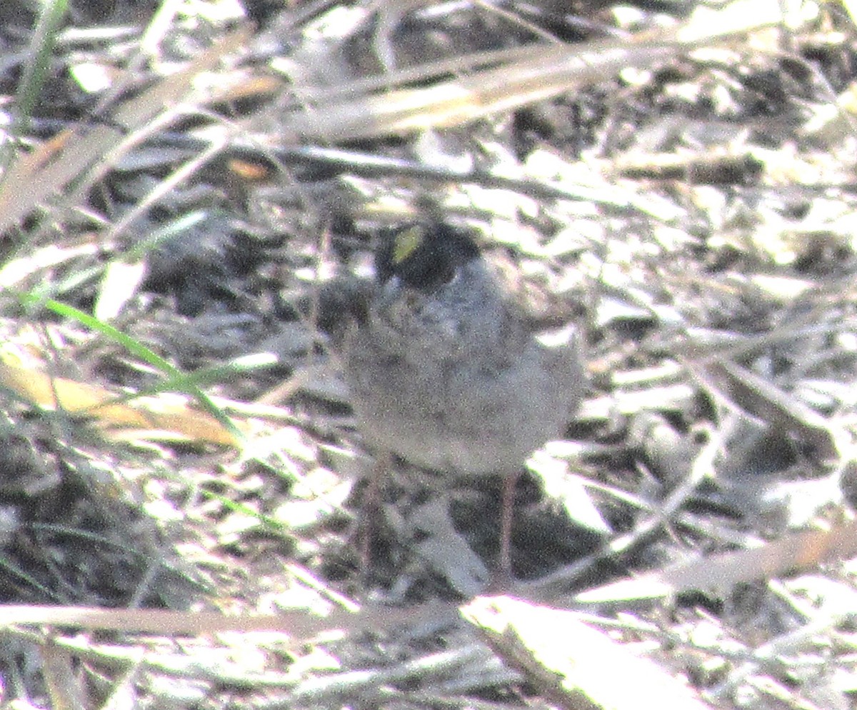 Golden-crowned Sparrow - Don Allred