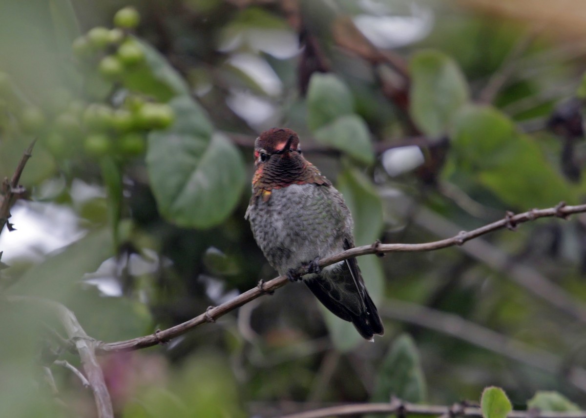 Anna's Hummingbird - William Clark