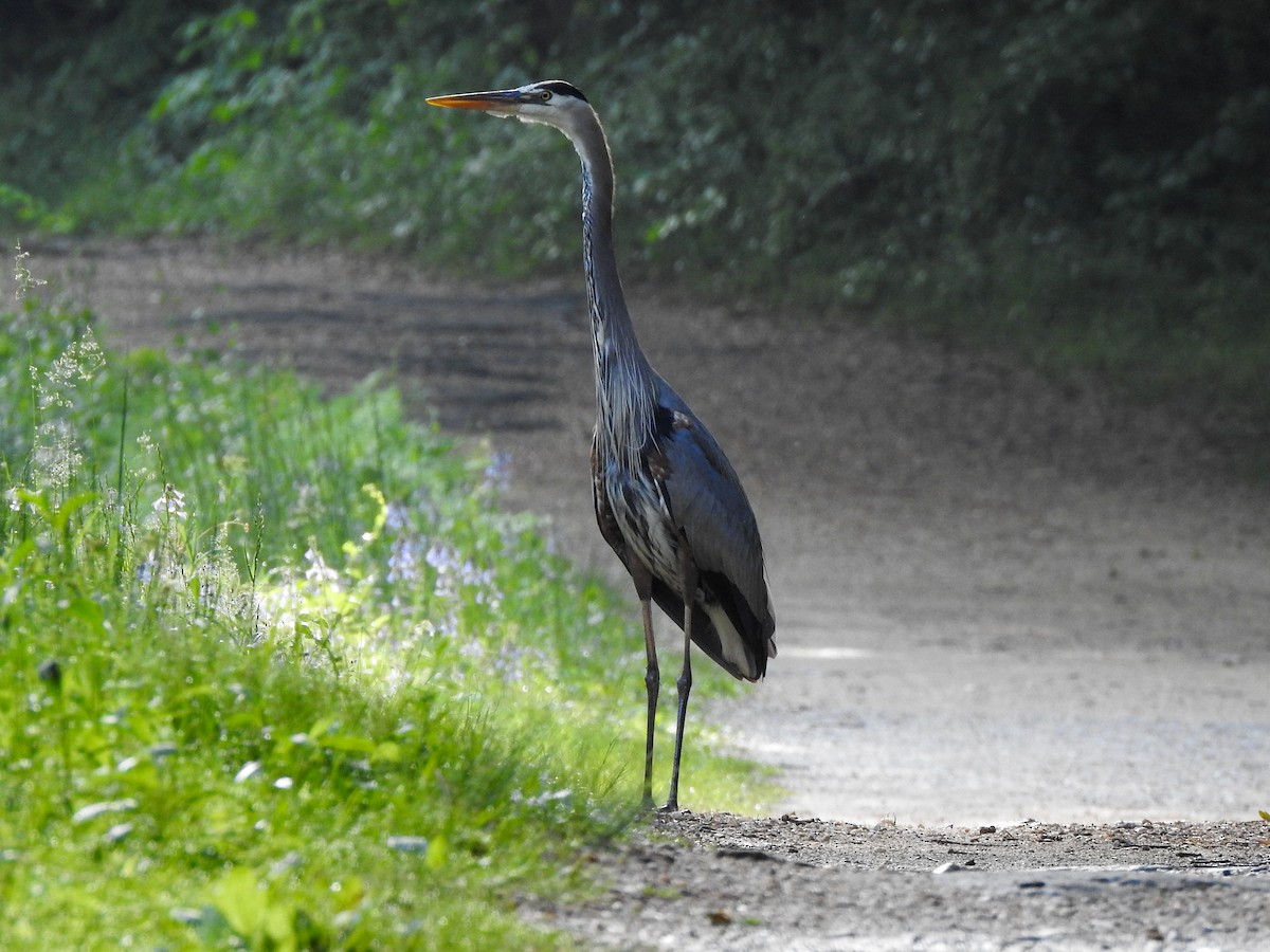 Great Blue Heron (Great Blue) - Reanna Thomas