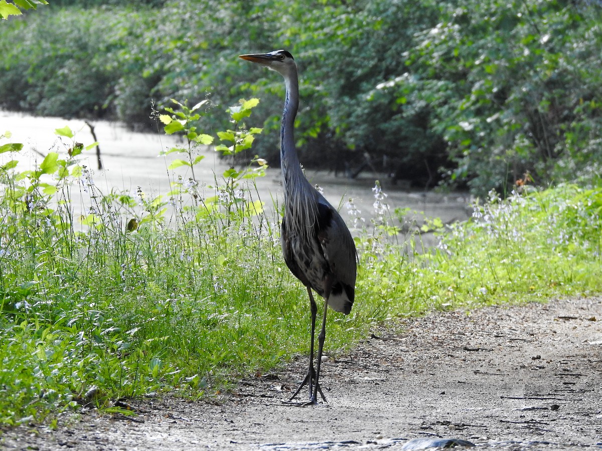 Great Blue Heron (Great Blue) - Reanna Thomas