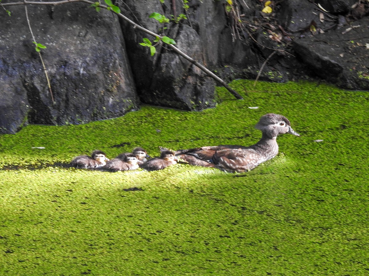 Wood Duck - ML619250584