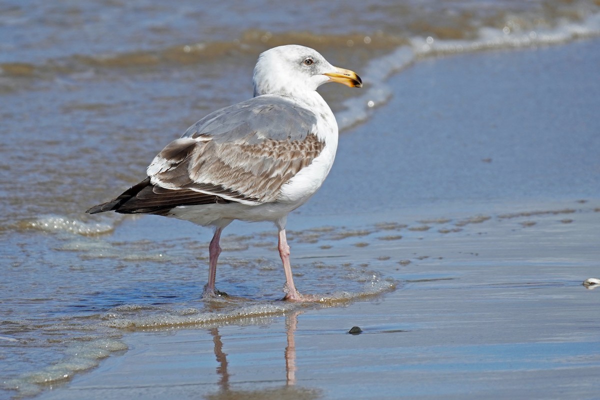 Western Gull - Susan Iannucci