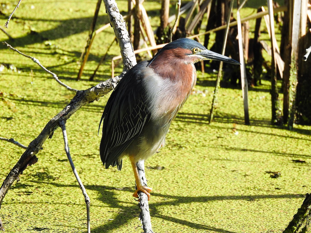 Green Heron - ML619250589