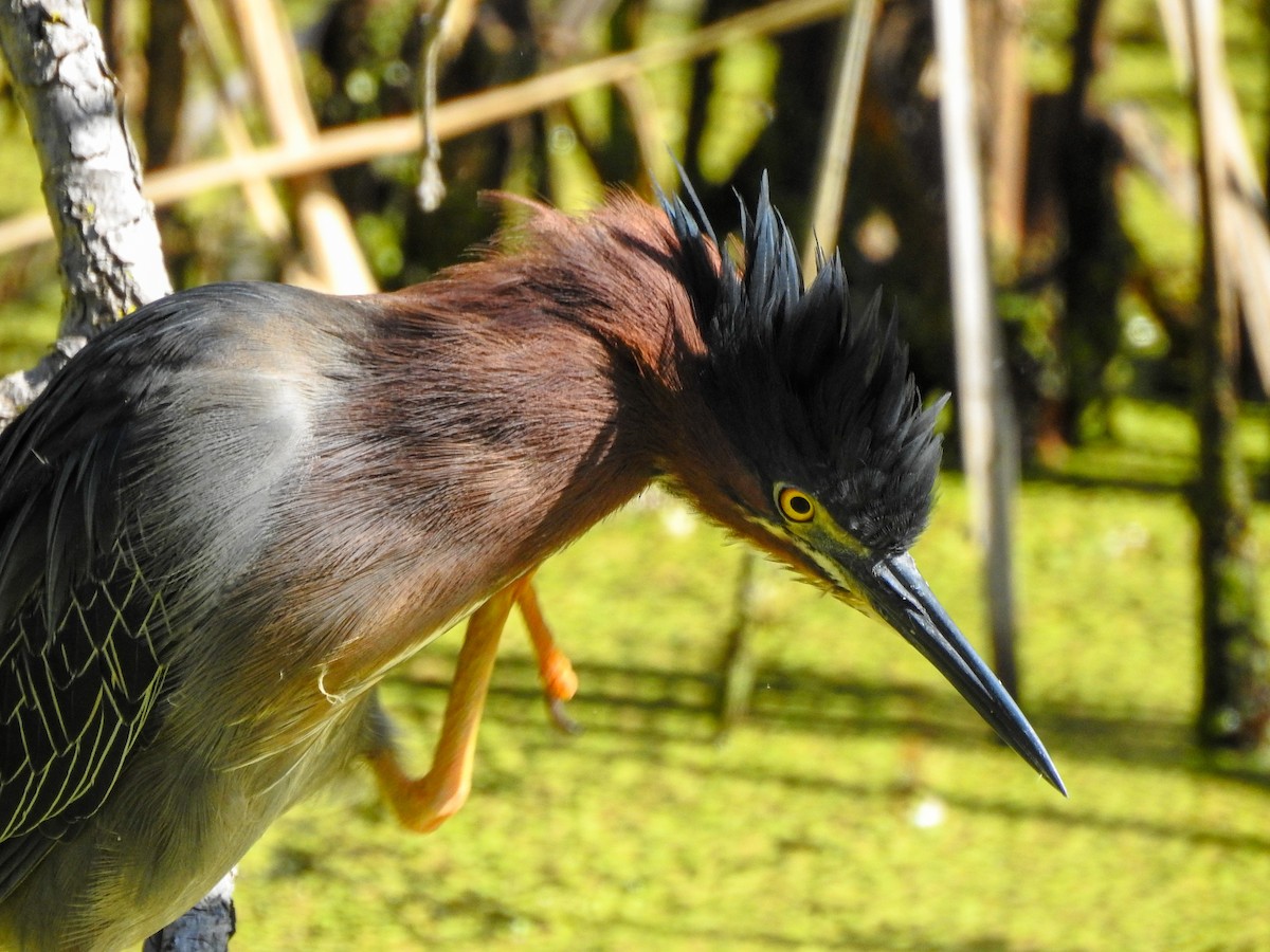 Green Heron - ML619250590