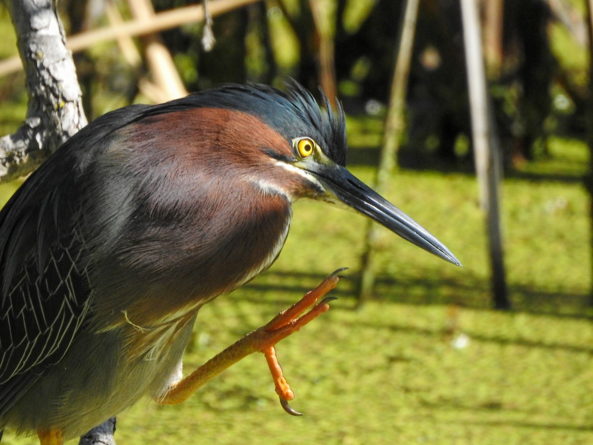 Green Heron - ML619250592