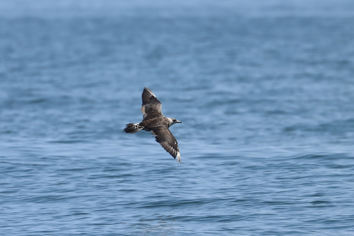 Parasitic Jaeger - ML619250593