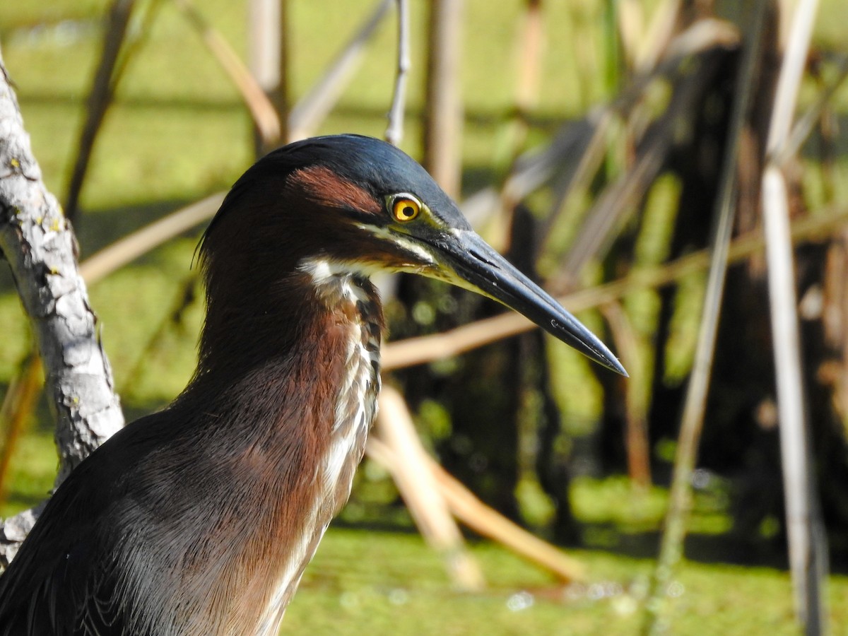 Green Heron - ML619250595