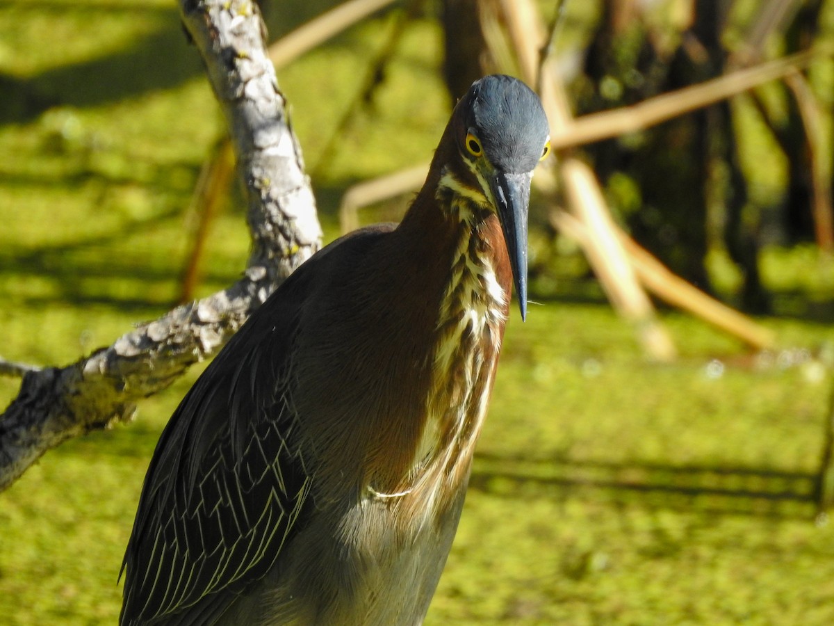 Green Heron - ML619250599