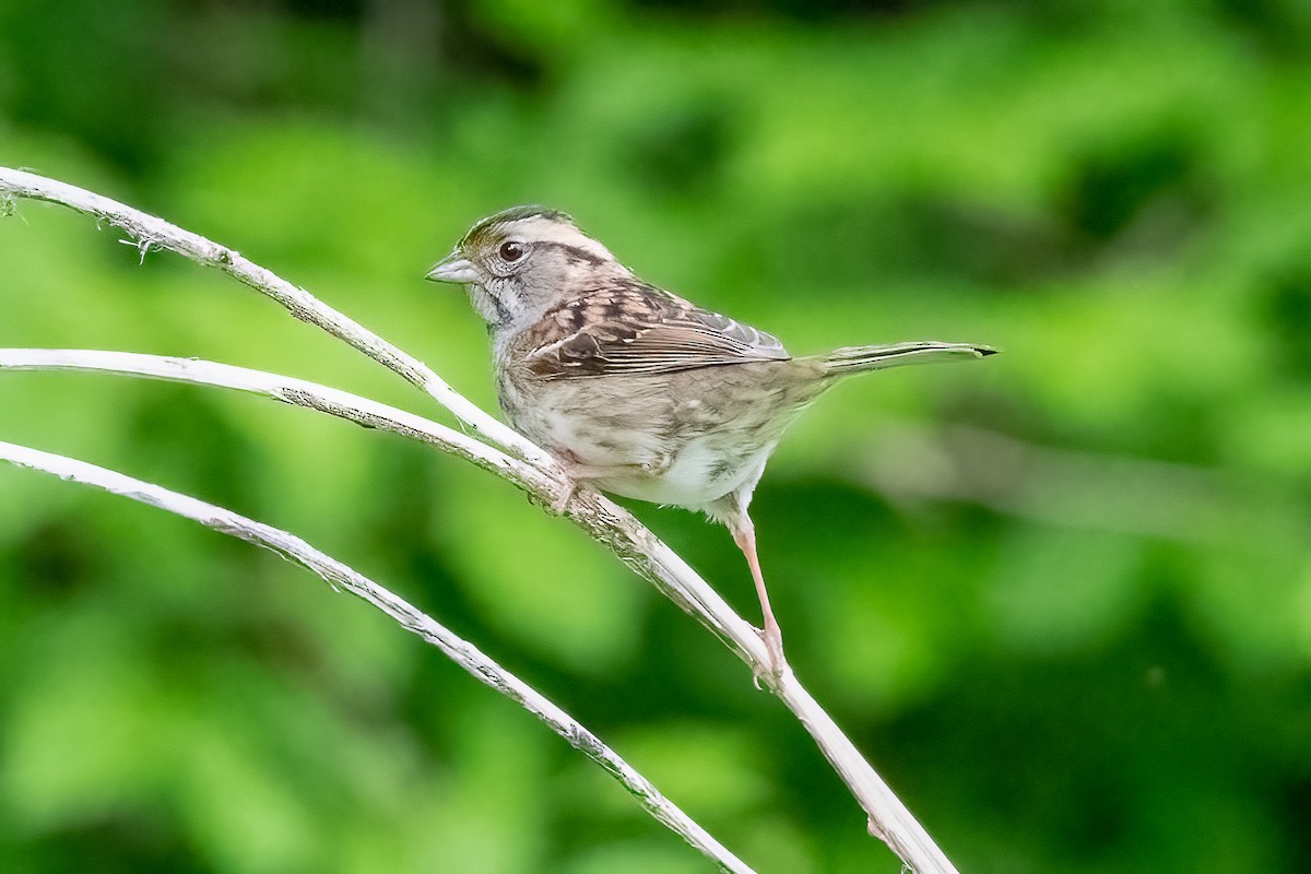 White-throated Sparrow - Shori Velles