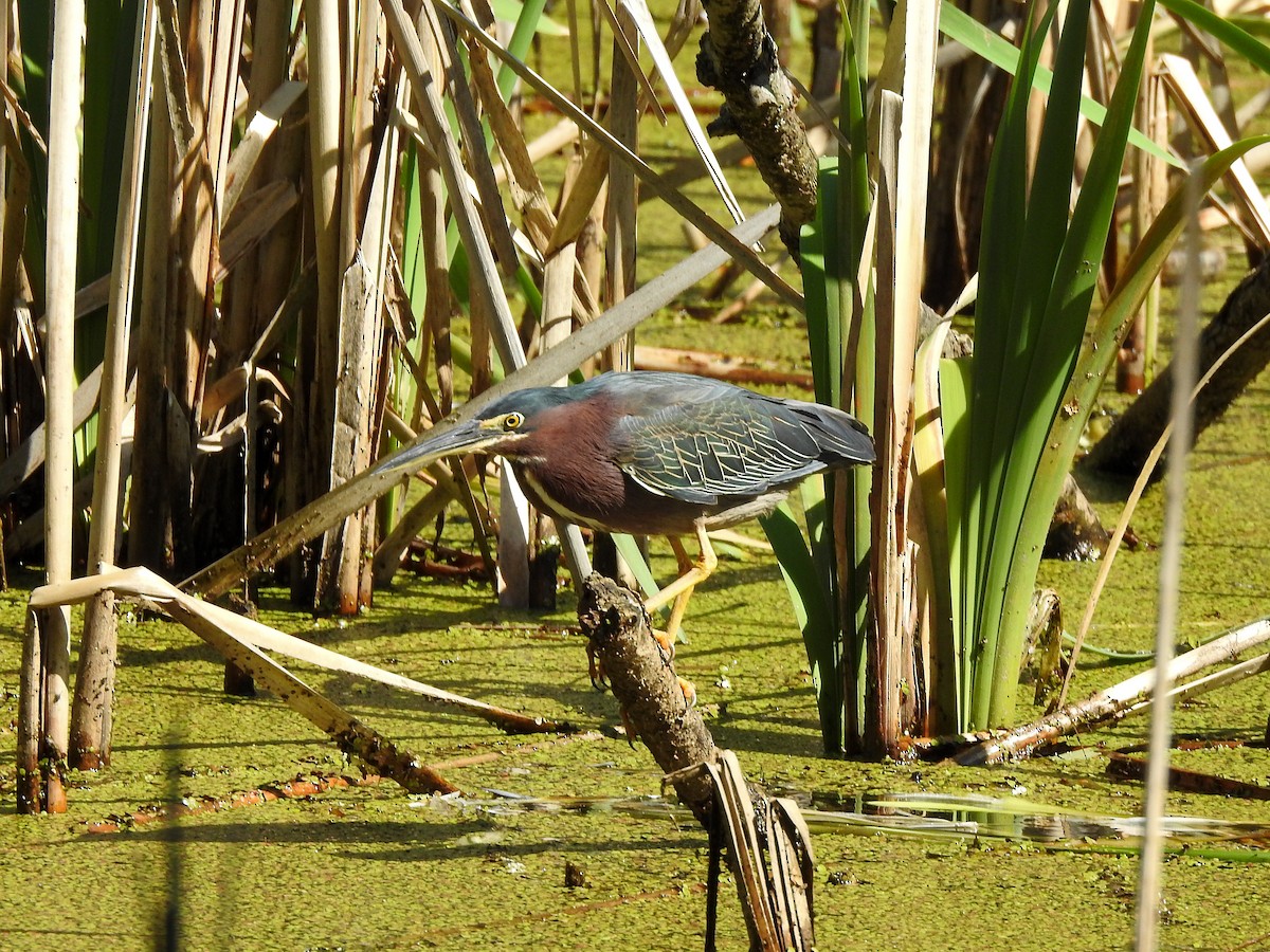 Green Heron - ML619250602