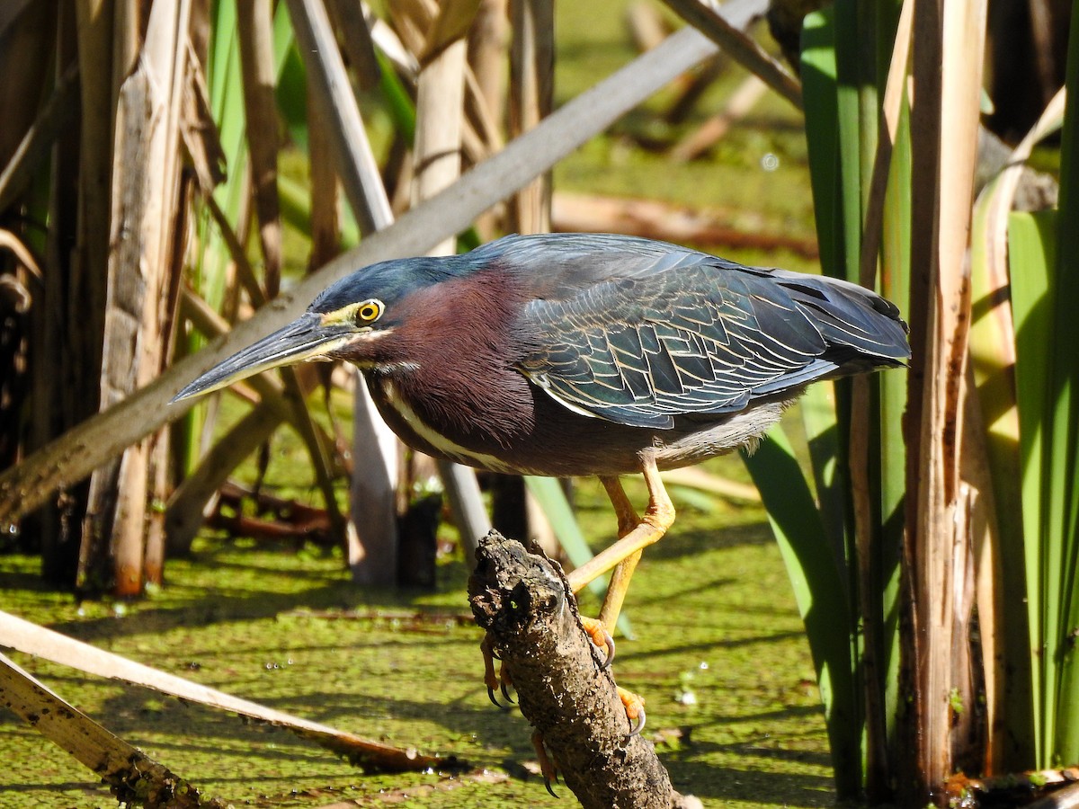 Green Heron - ML619250603