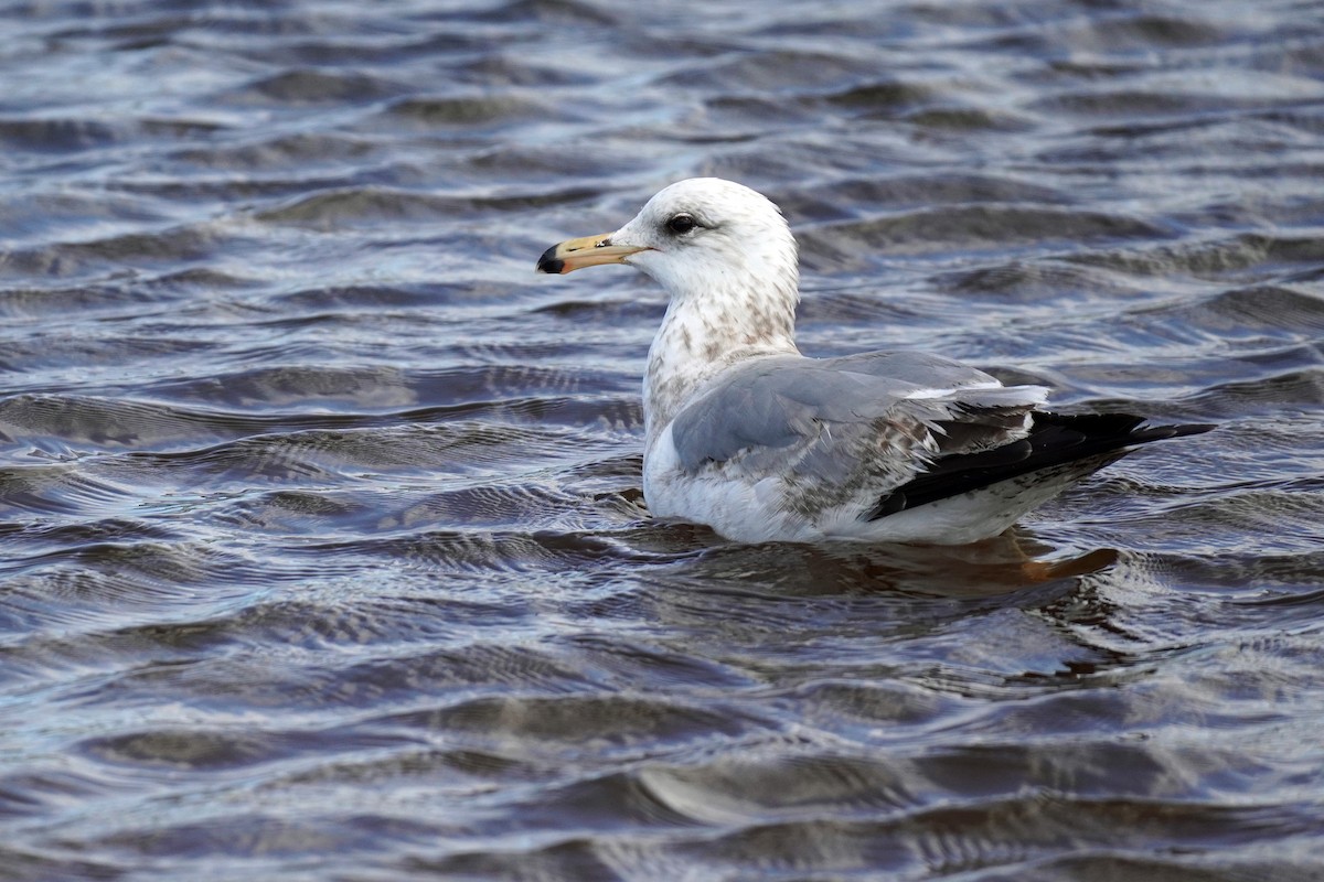 Gaviota Californiana - ML619250606