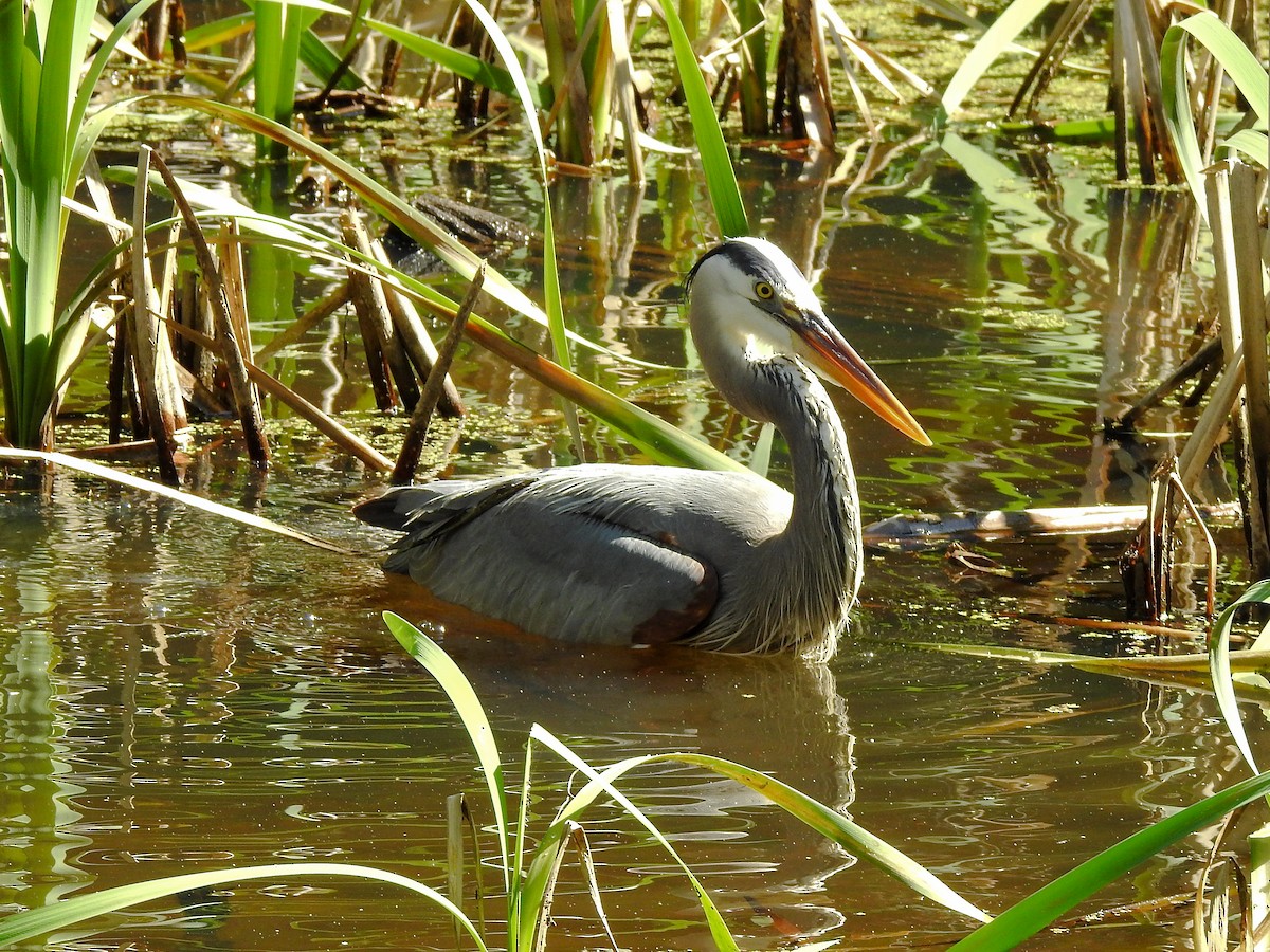 Great Blue Heron (Great Blue) - Reanna Thomas