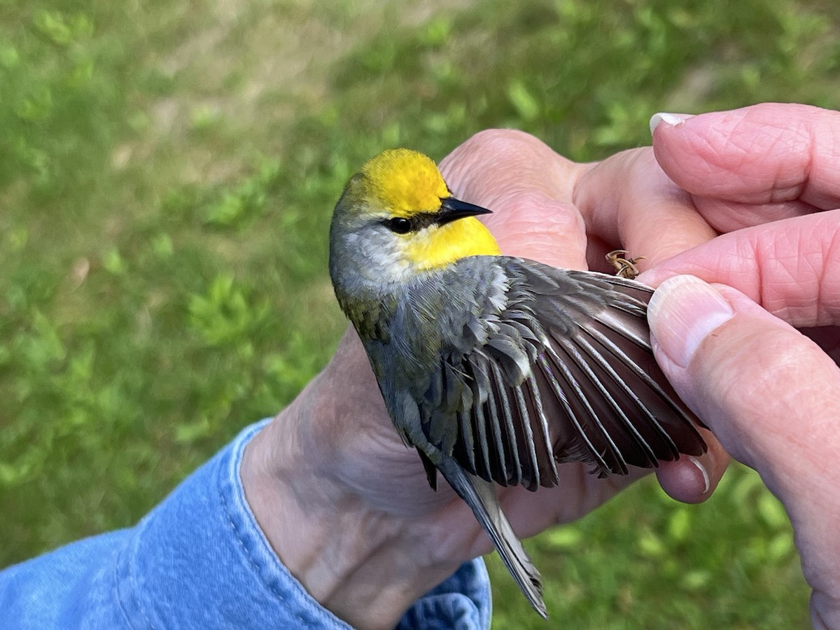 Blue-winged Warbler - ML619250629