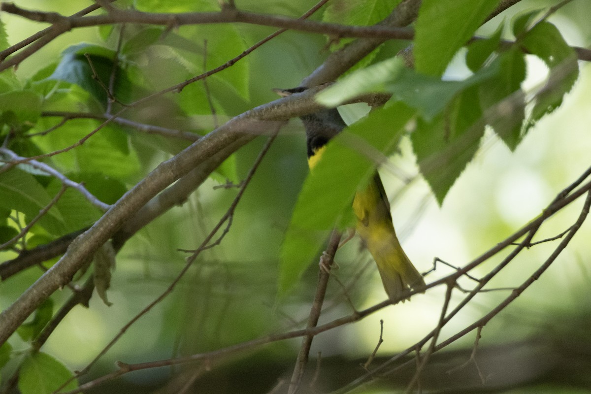 Mourning Warbler - Tommy Childers
