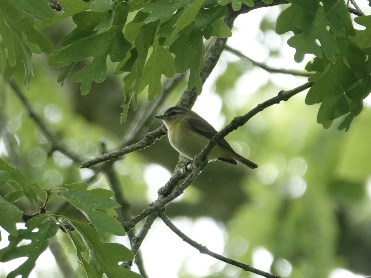 Philadelphia Vireo - Mark S. Garland