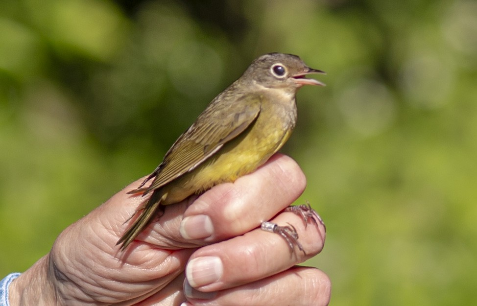 Connecticut Warbler - ML619250638