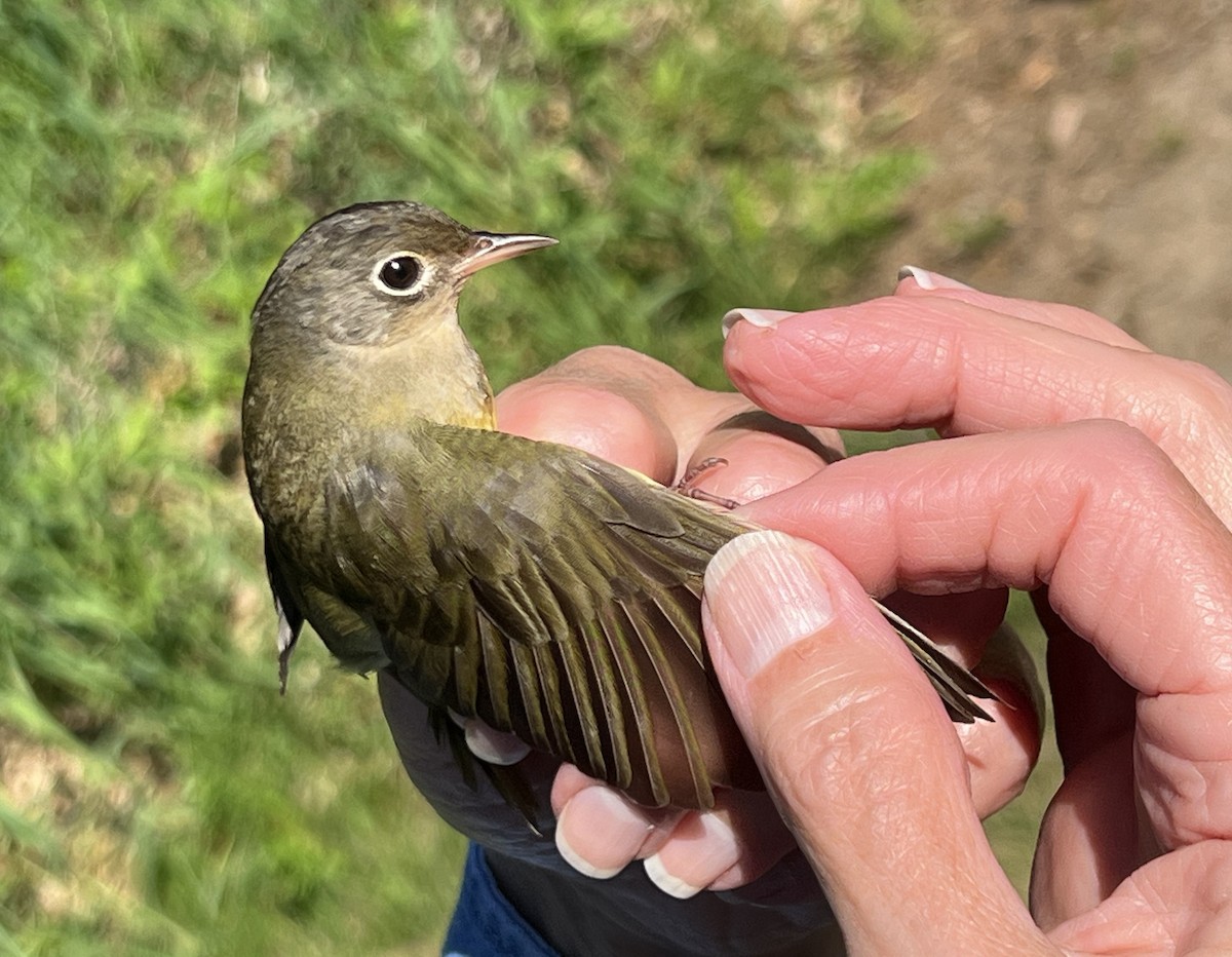 Connecticut Warbler - ML619250641