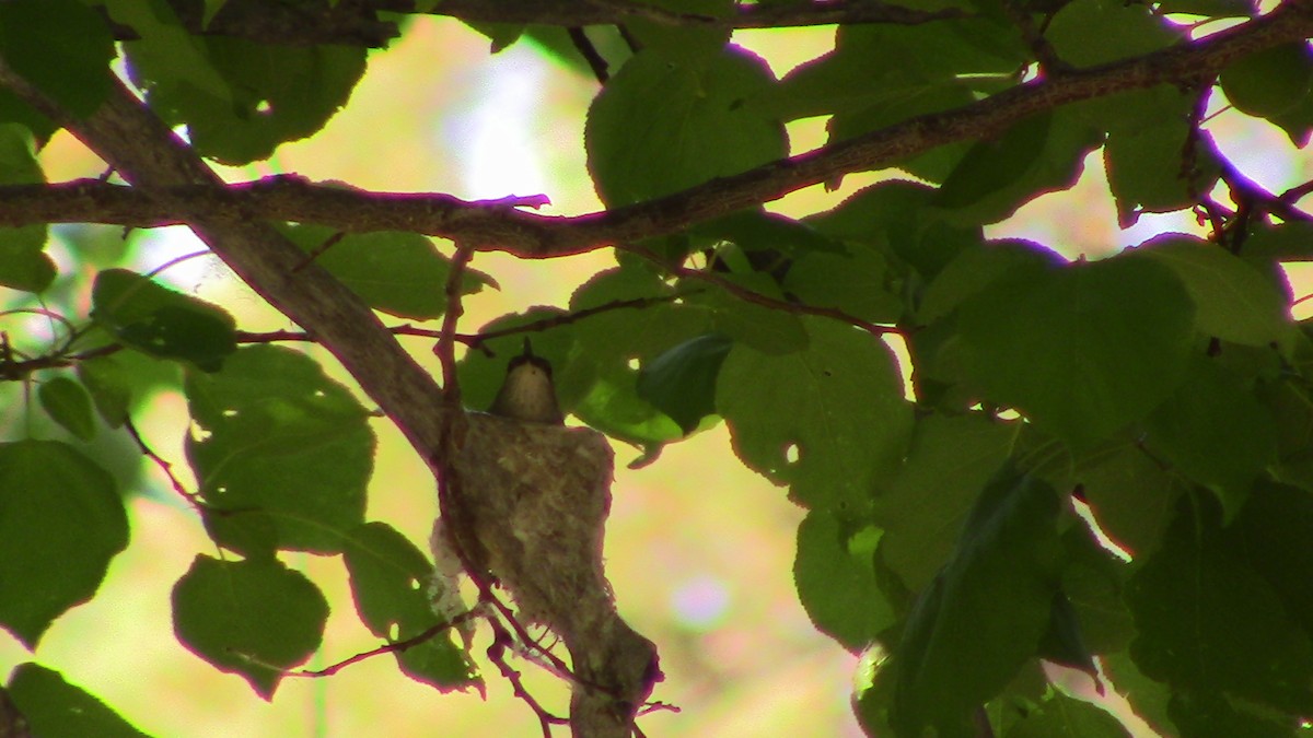 Black-chinned Hummingbird - Oscar Anderson