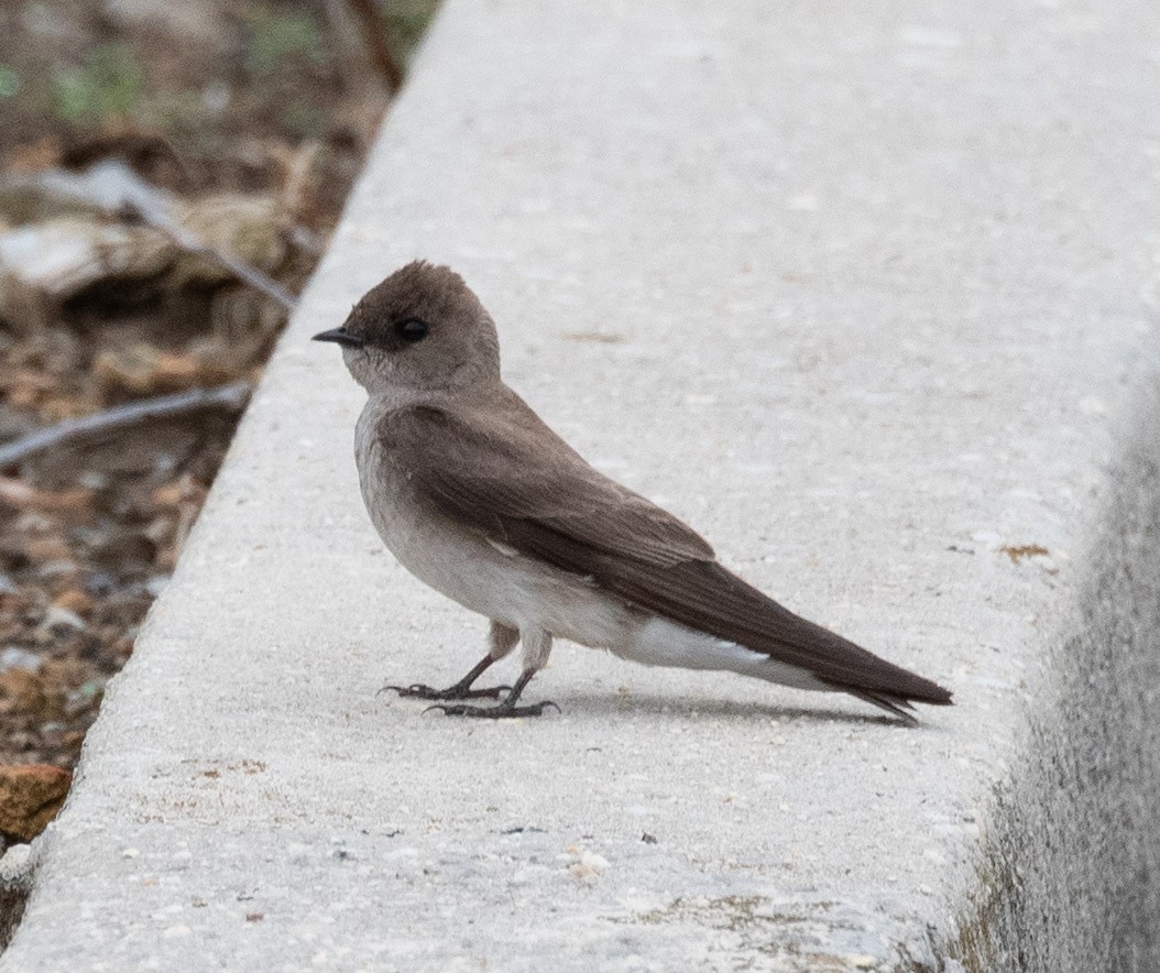 Northern Rough-winged Swallow - Susan Lanier