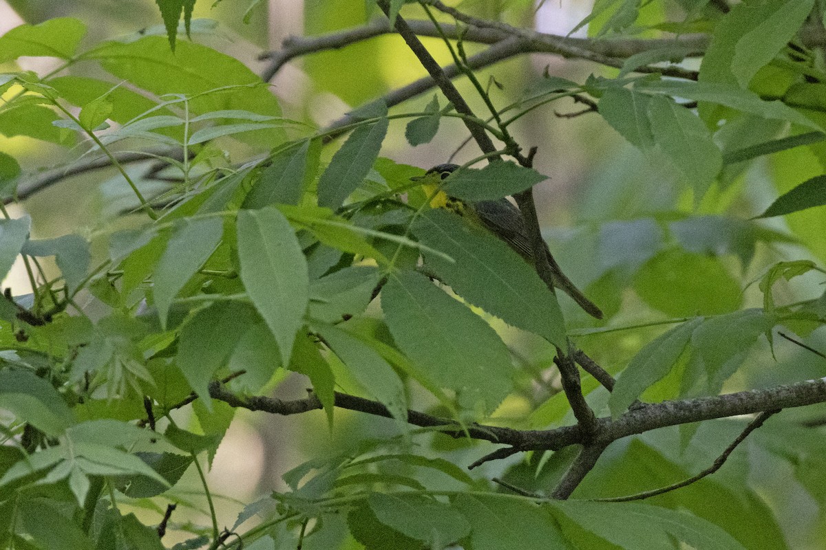 Canada Warbler - Tommy Childers
