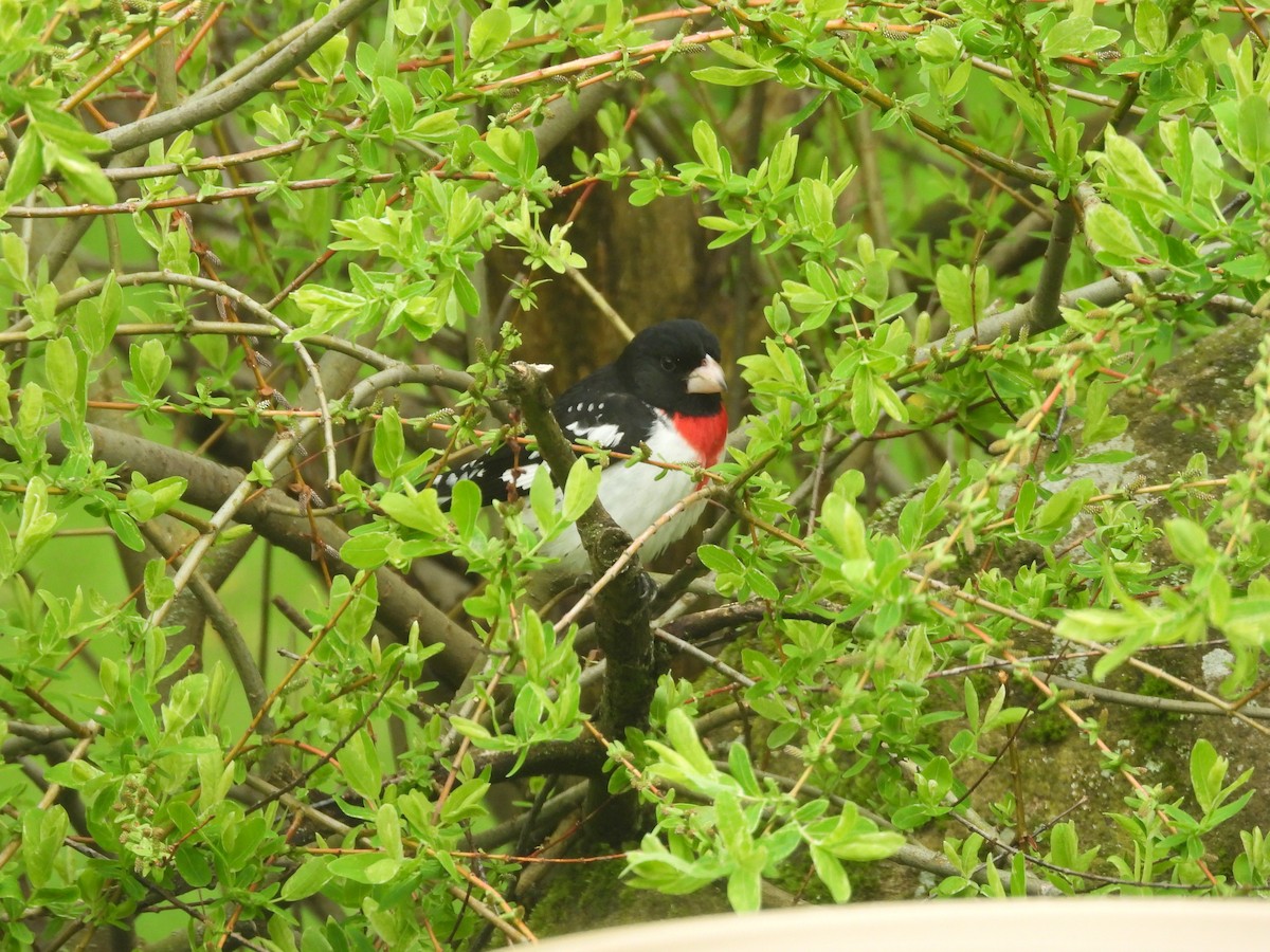 Rose-breasted Grosbeak - Donna Millar