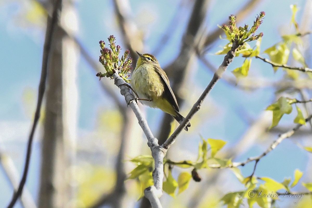 Palm Warbler - Lucien Lemay