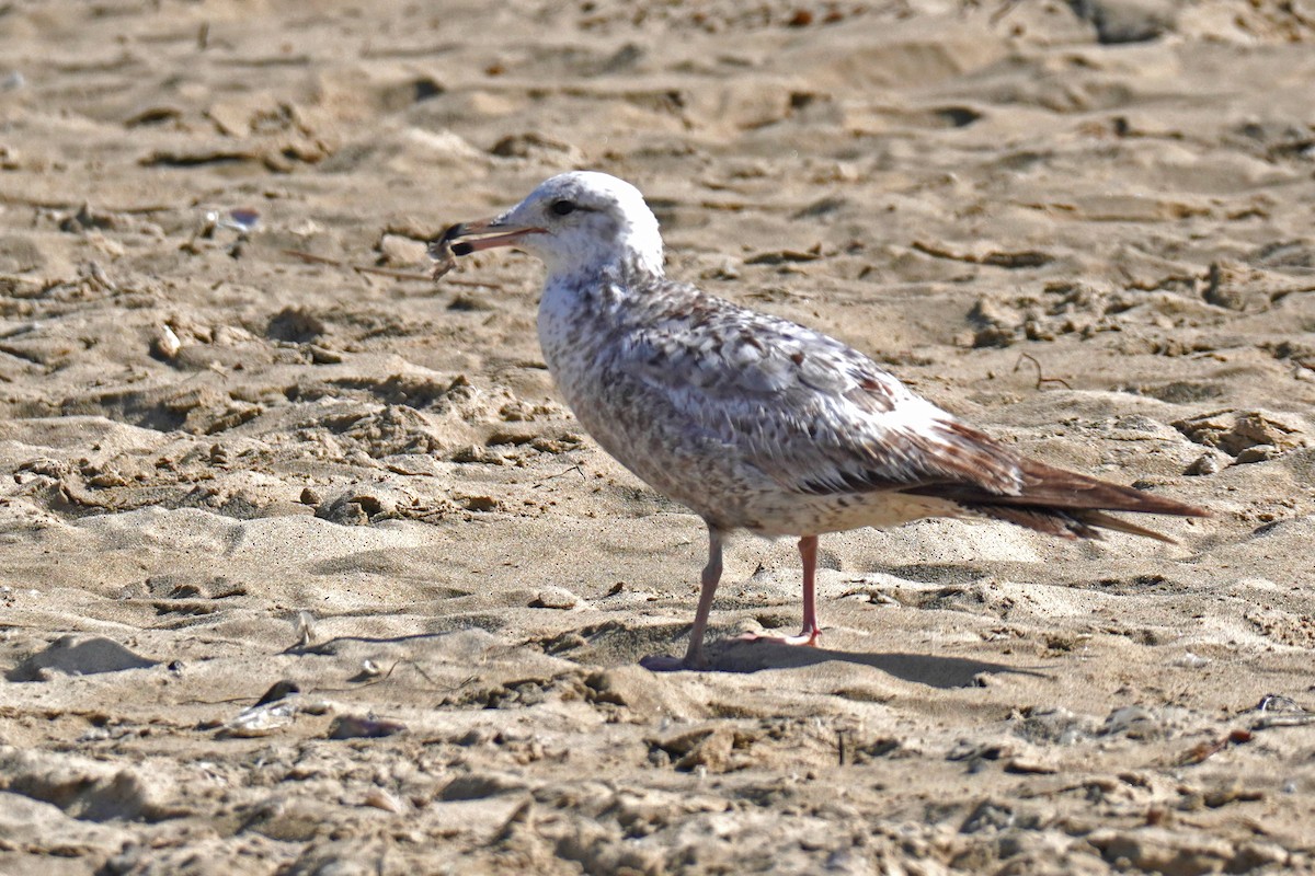 Gaviota/Gavión sp. - ML619250673