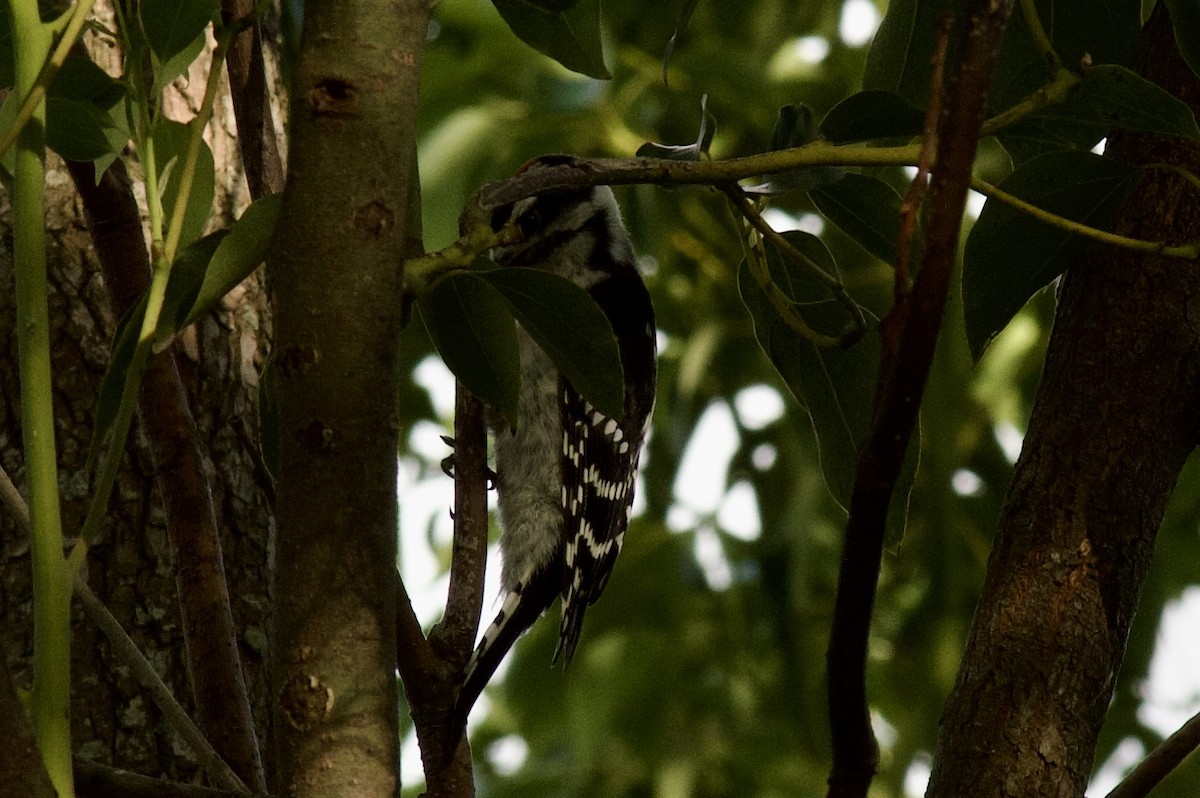 Downy Woodpecker (Eastern) - Anonymous