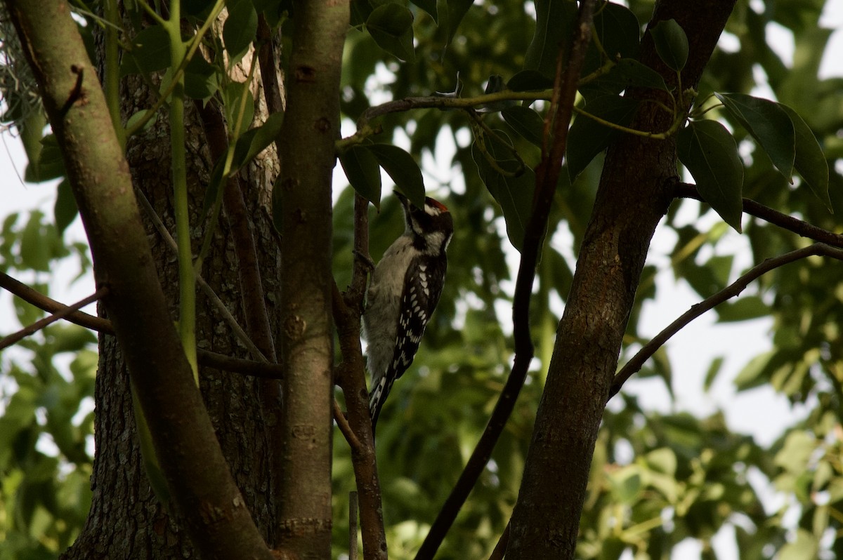 Downy Woodpecker (Eastern) - Anonymous
