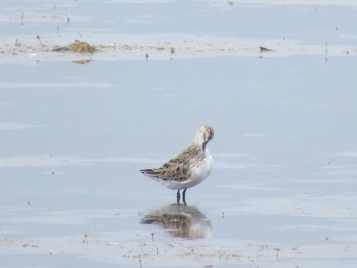 Semipalmated Sandpiper - ML619250681