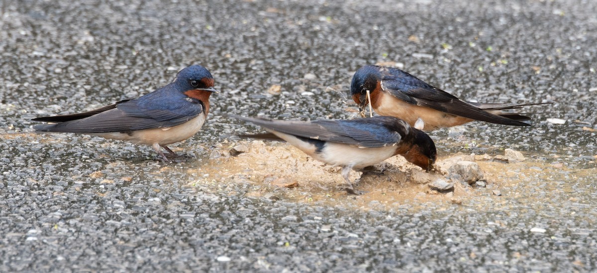 Barn Swallow - Susan Lanier