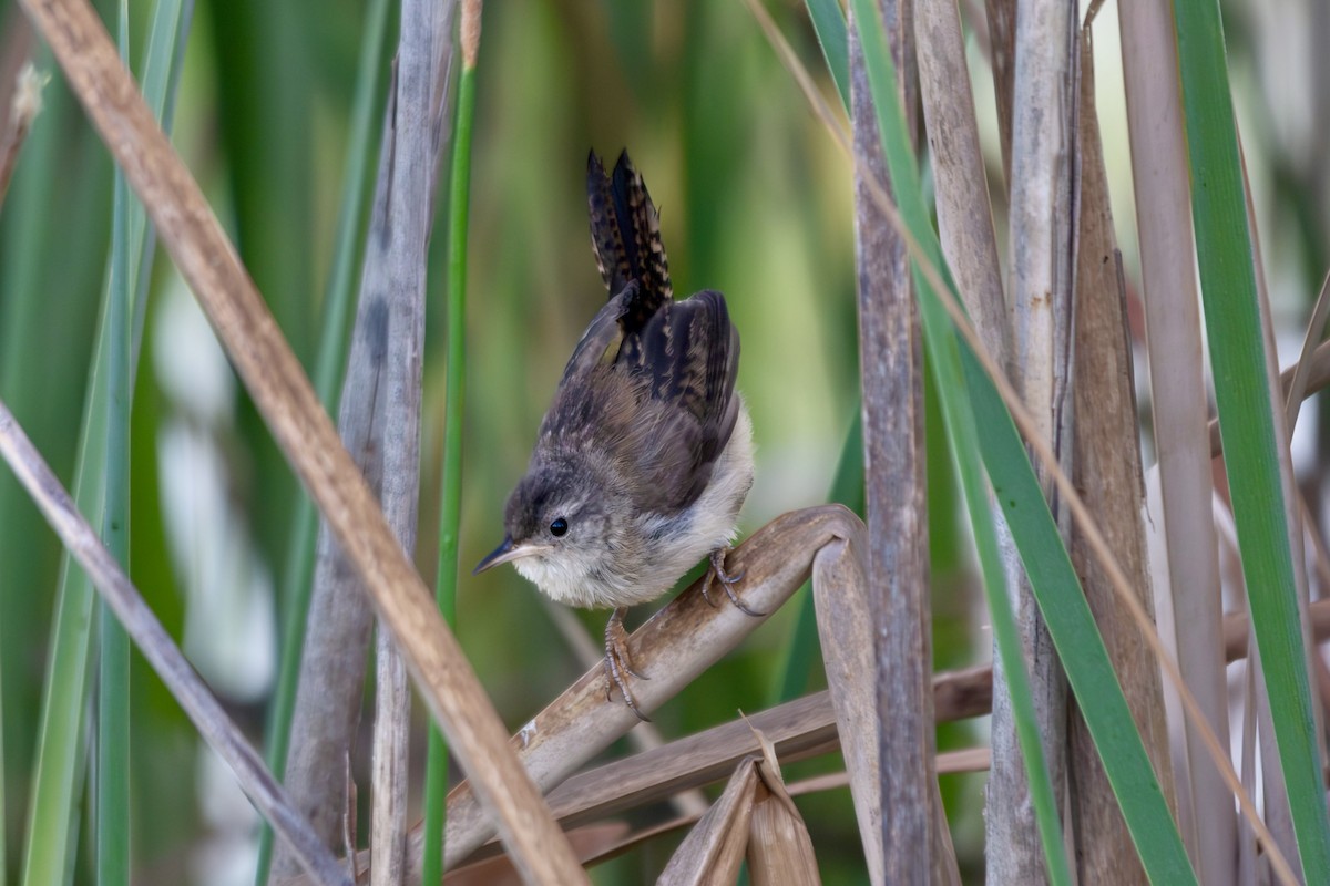 Marsh Wren - ML619250694