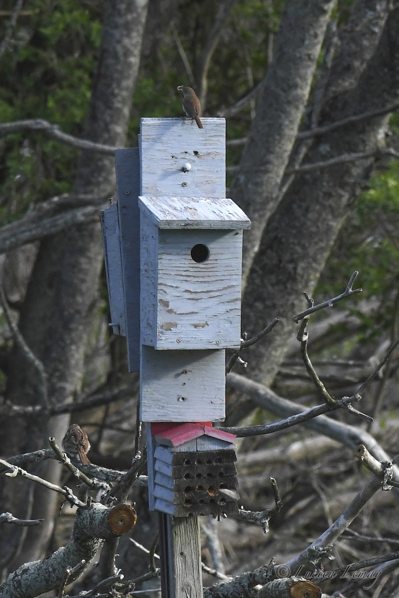 House Wren - Lucien Lemay