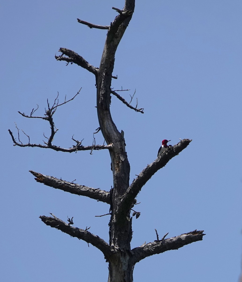 Red-headed Woodpecker - Brian Carlson